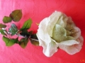 Růže rozkvetlá zelenkavá MH91813